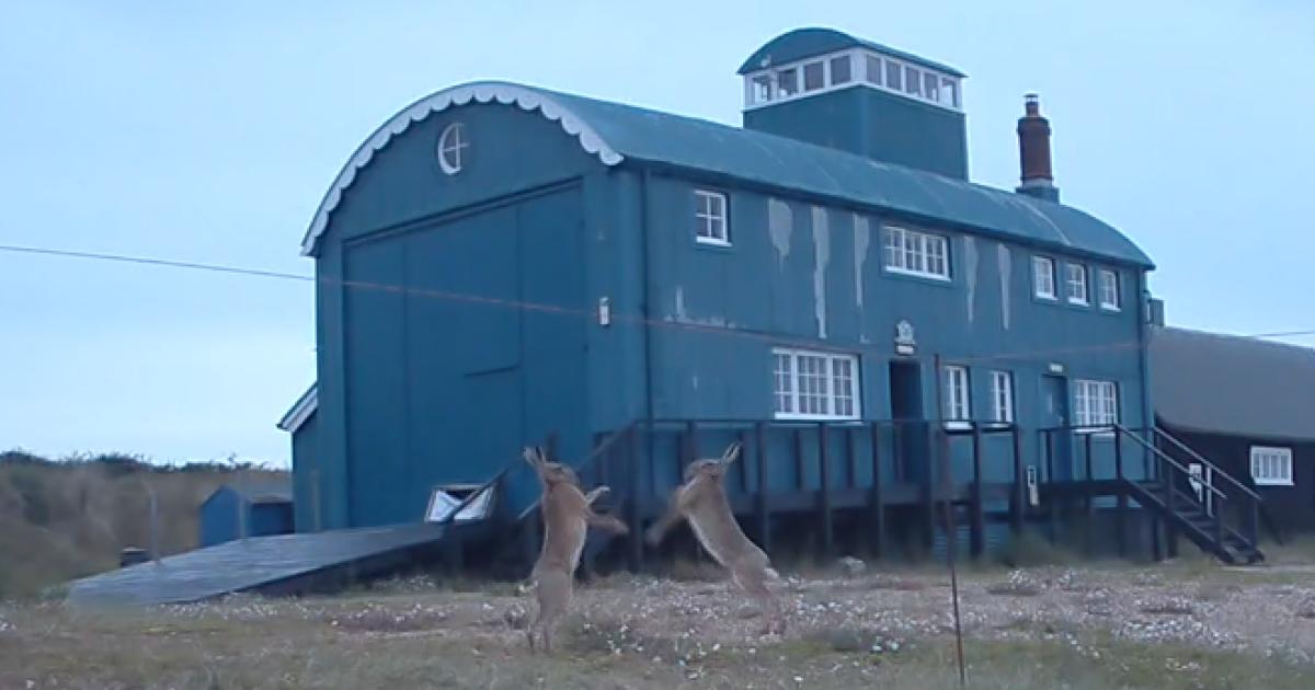Brown hares were captured boxing on Blakeney Point