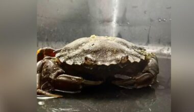 Two crabs found on Bolton driveway miles from the coast