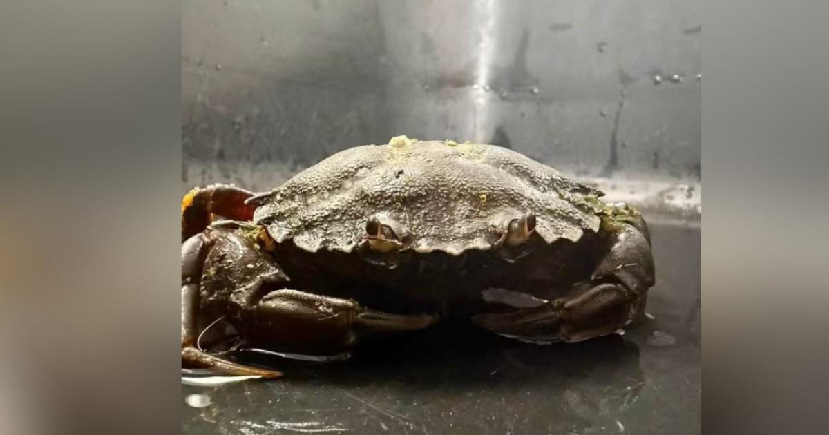 Two crabs found on Bolton driveway miles from the coast