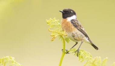 Zan's Wildlife Diary - In search of stonechats