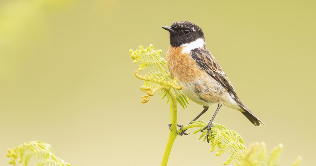 Zan's Wildlife Diary - In search of stonechats
