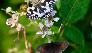 Photographers capture Berkshire's stunning wildlife