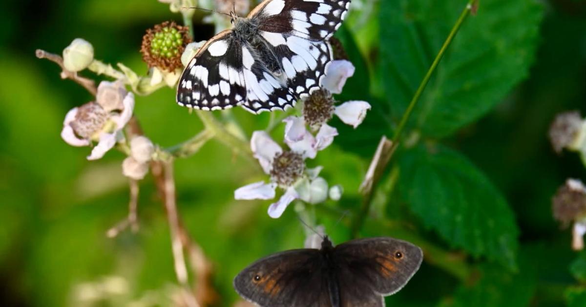 Photographers capture Berkshire's stunning wildlife