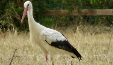 Very rare UK sighting of white stork in Oxfordshire
