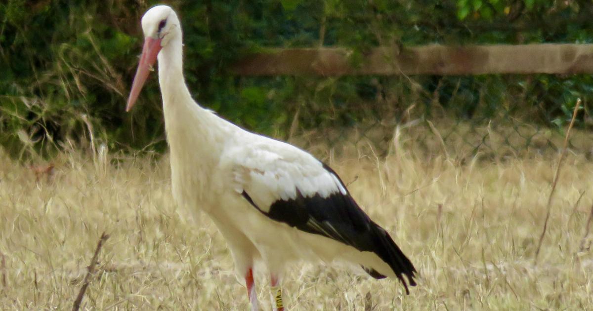 Very rare UK sighting of white stork in Oxfordshire