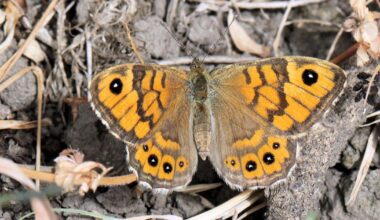 Butterfly lost from Bradford reserve spotted after 17 years