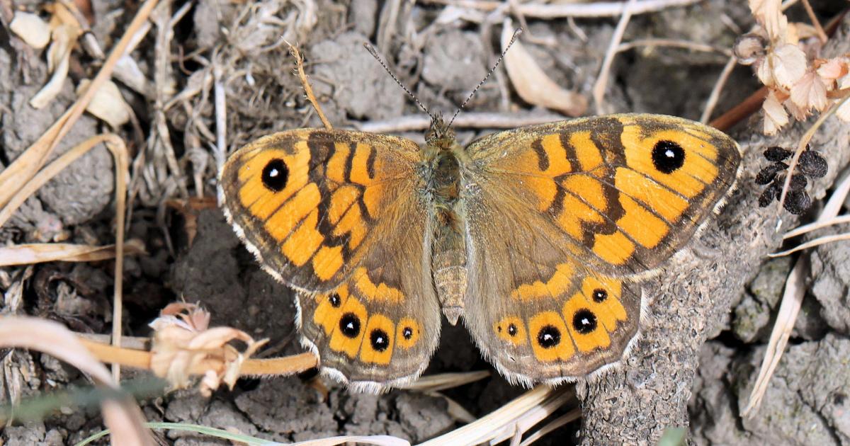 Butterfly lost from Bradford reserve spotted after 17 years