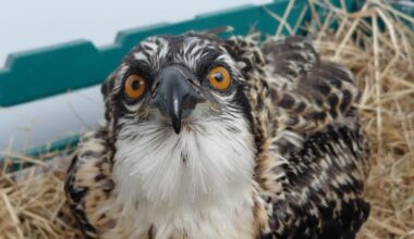 Tweed Valley Ospreys: 'Difficult week' as mum abandons chicks