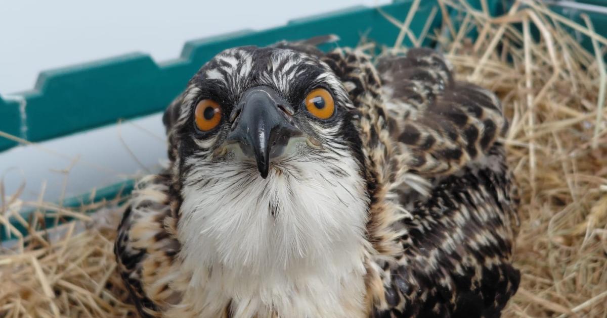 Tweed Valley Ospreys: 'Difficult week' as mum abandons chicks