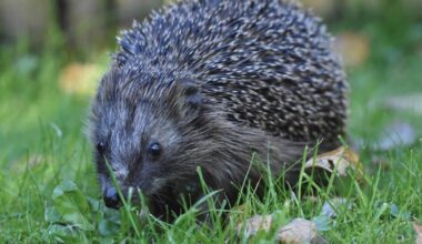 Hedgehog survives gunshot wound but dies in surgery