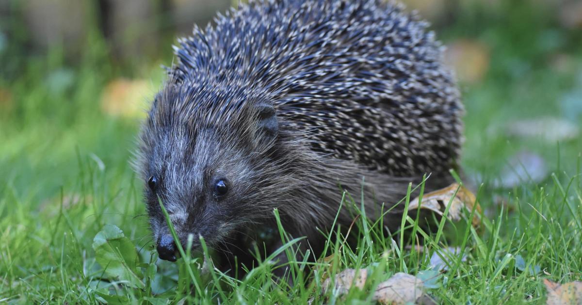 Hedgehog survives gunshot wound but dies in surgery
