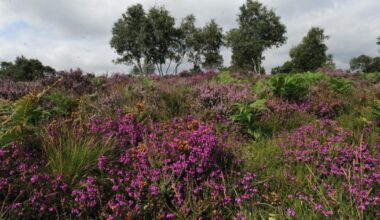 Dunwich Heath fire threatens rare Suffolk wildlife