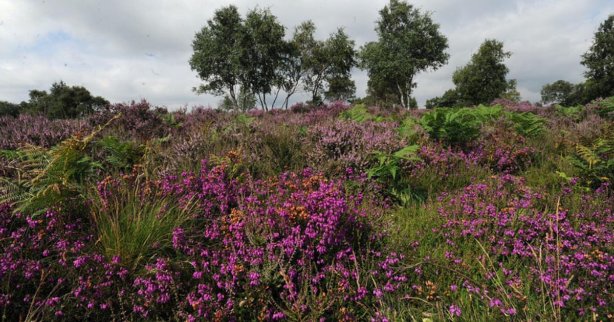 Dunwich Heath fire threatens rare Suffolk wildlife