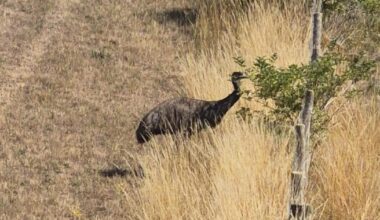 Escaped emu near Peacehaven safely reunited with owner