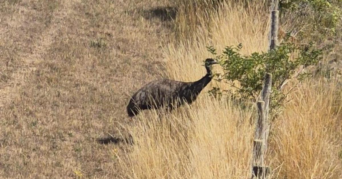 Escaped emu near Peacehaven safely reunited with owner
