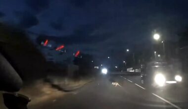 Disbelief as wallaby spotted crossing road in Bishop Auckland