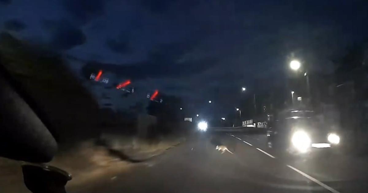 Disbelief as wallaby spotted crossing road in Bishop Auckland