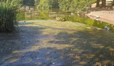 Queens park pond becomes wildlife risk in heatwave