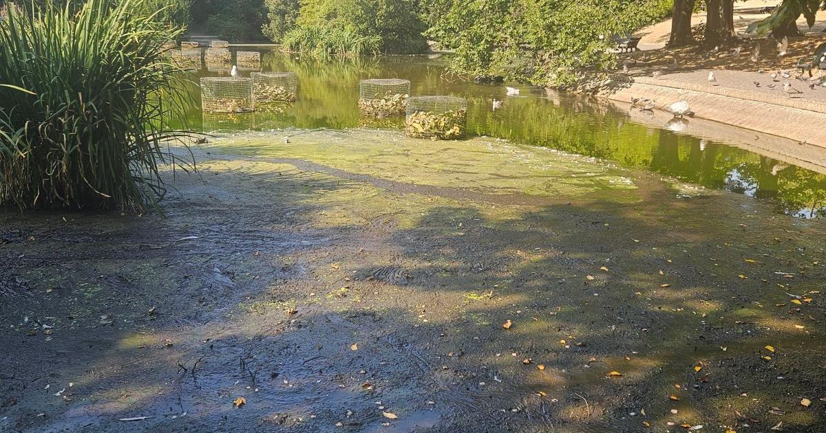 Queens park pond becomes wildlife risk in heatwave