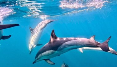 Pod of playful dolphins photographed in Falmouth Harbour