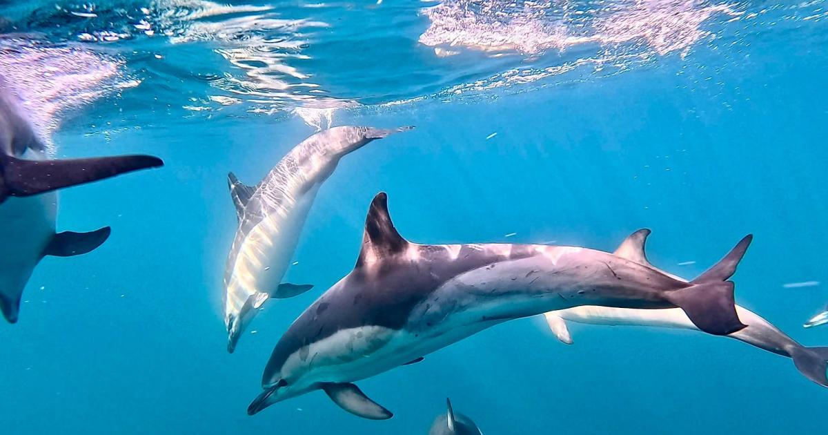 Pod of playful dolphins photographed in Falmouth Harbour