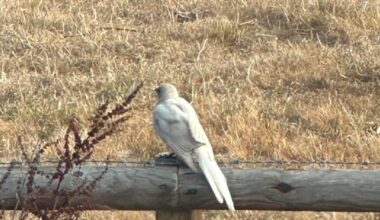 White magpie spotted behind Hamlyn Place, Kingsland