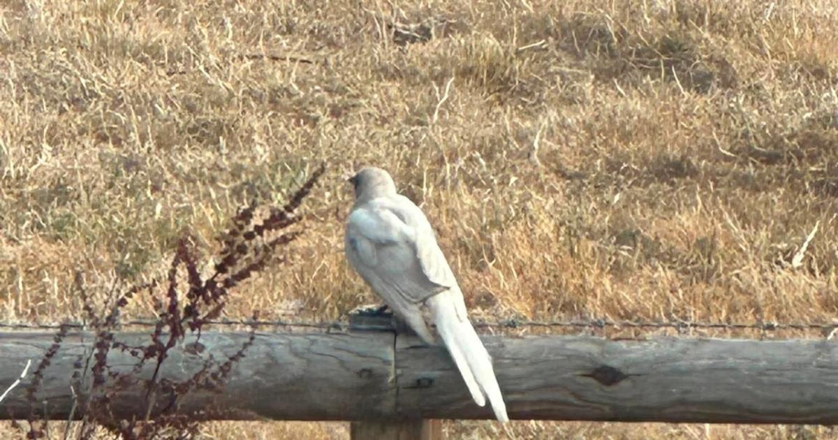 White magpie spotted behind Hamlyn Place, Kingsland
