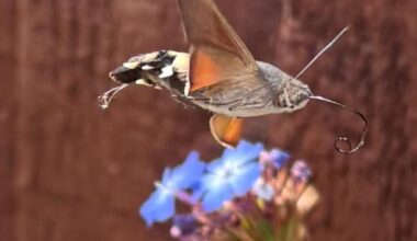 Hummingbird hawk-moth captured in Herefordshire garden