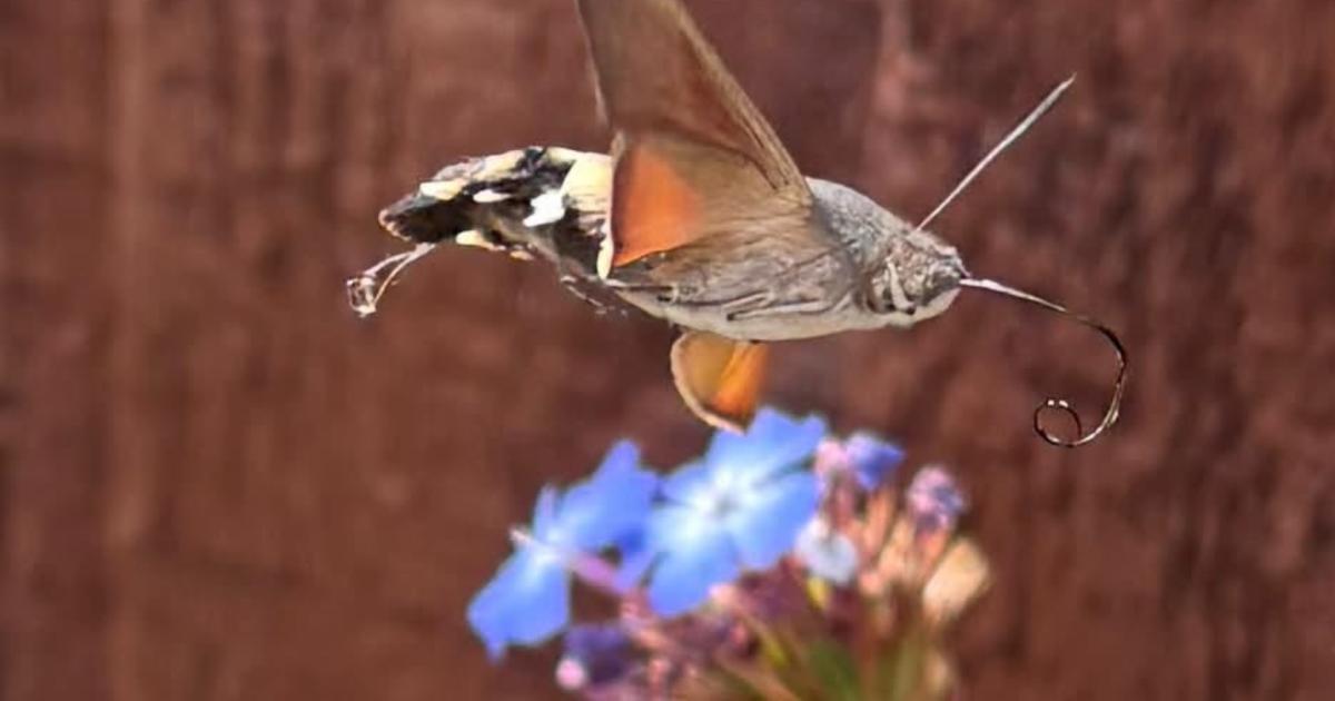 Hummingbird hawk-moth captured in Herefordshire garden