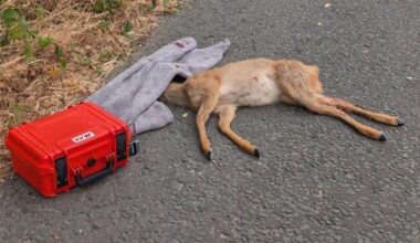 Deer dies with 'catastrophic' injuries in 'heartbreaking' incident