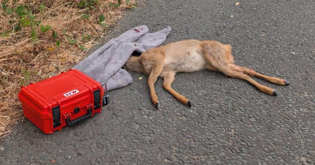 Deer dies with 'catastrophic' injuries in 'heartbreaking' incident