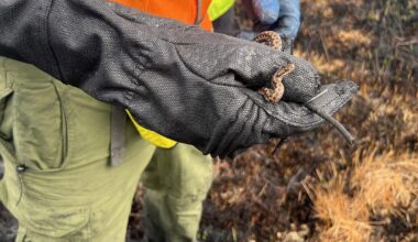 UK's only venomous snake rescued from New Forest fire