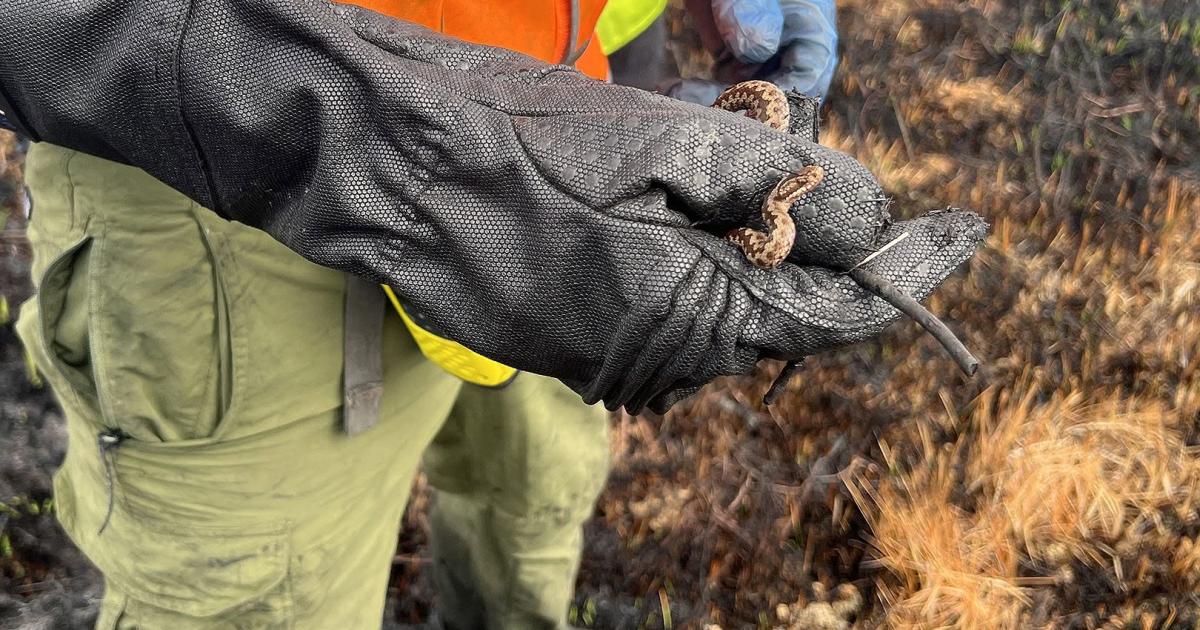 UK's only venomous snake rescued from New Forest fire