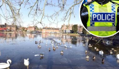 Young males ‘target ducks’ with catapult in Devizes