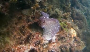 Sea life living off shopping trolleys in Barrow dock