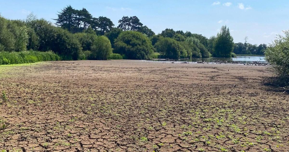 Hatfield Forest completely dried out after drought stress