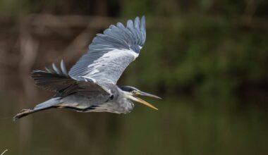 Heron native to North America spotted in Herefordshire