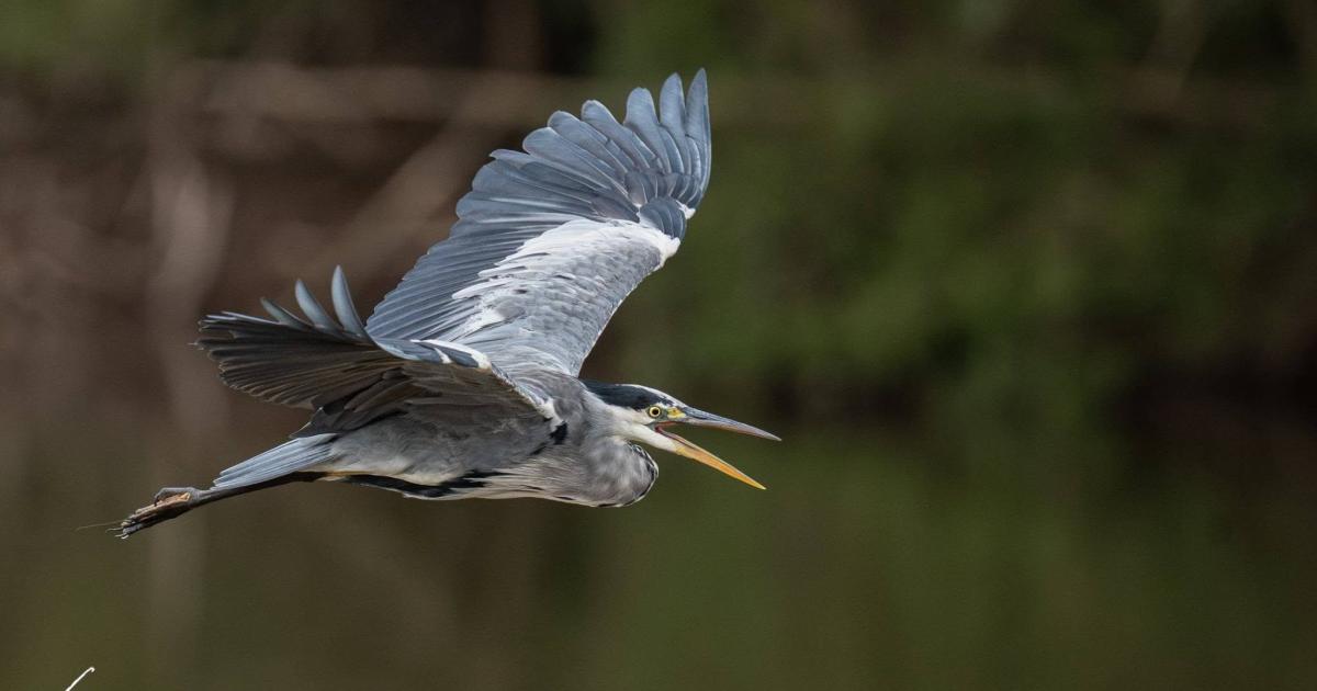 Heron native to North America spotted in Herefordshire