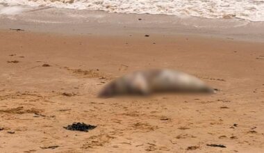 Dead seal washed ashore on beach near Cliff Park, Harwich