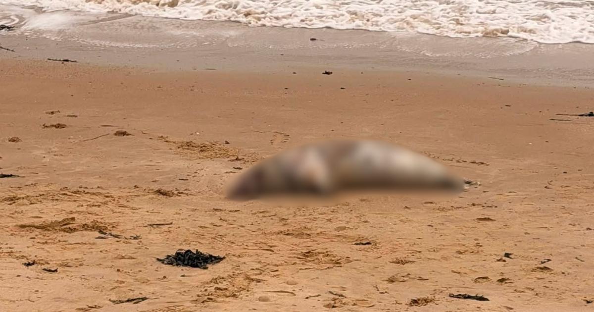 Dead seal washed ashore on beach near Cliff Park, Harwich