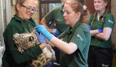 Marwell Zoo provides update on rare snow leopard cubs