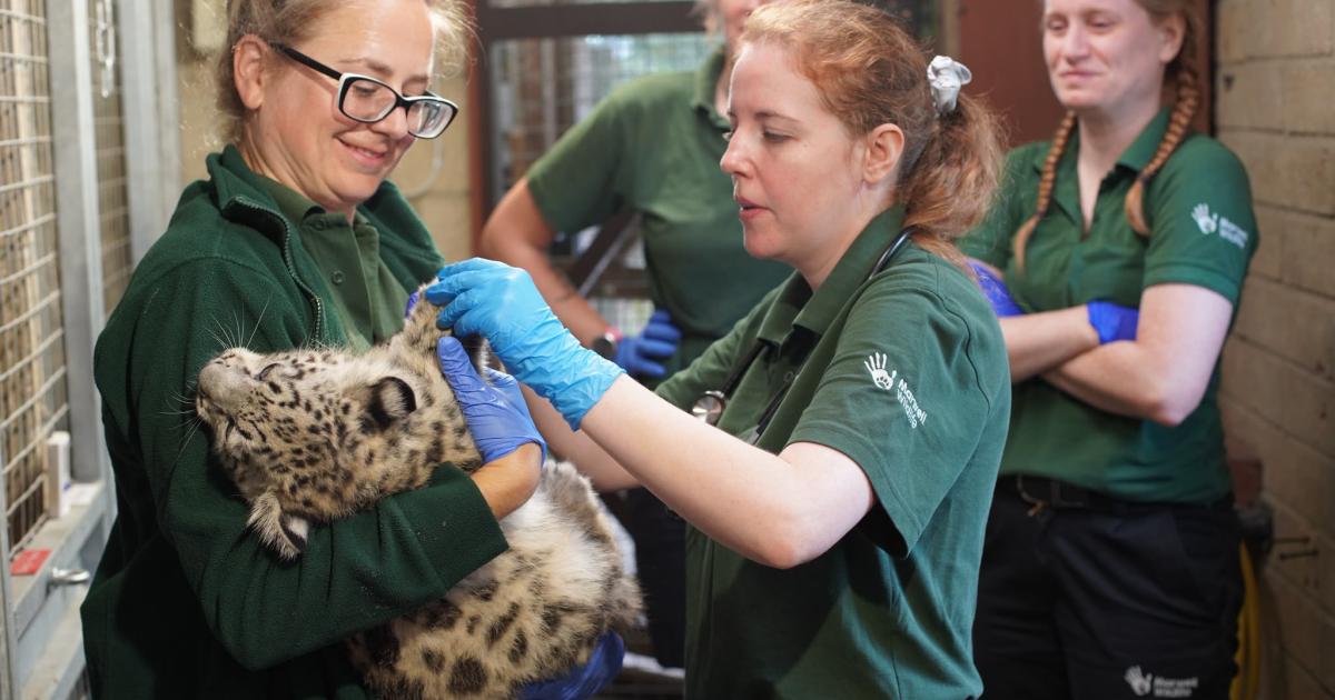 Marwell Zoo provides update on rare snow leopard cubs