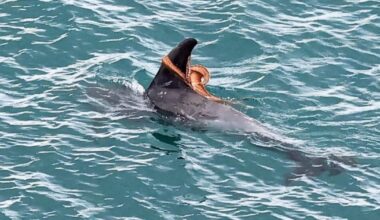 Rare octopus encounter with dolphin captured off Devon coast