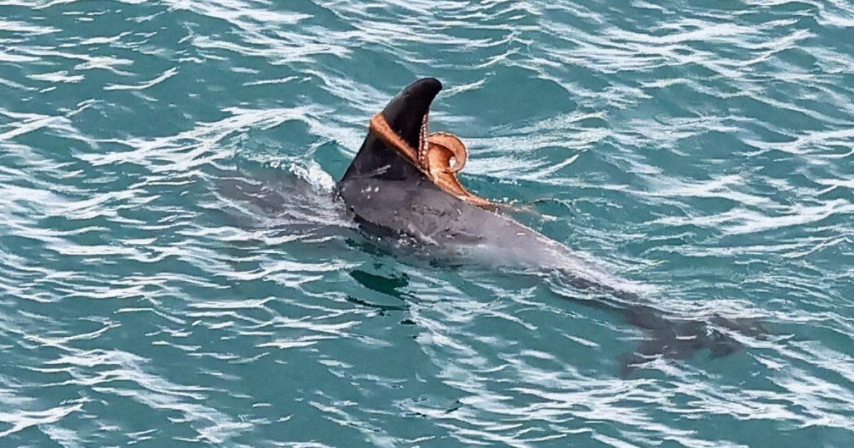 Rare octopus encounter with dolphin captured off Devon coast