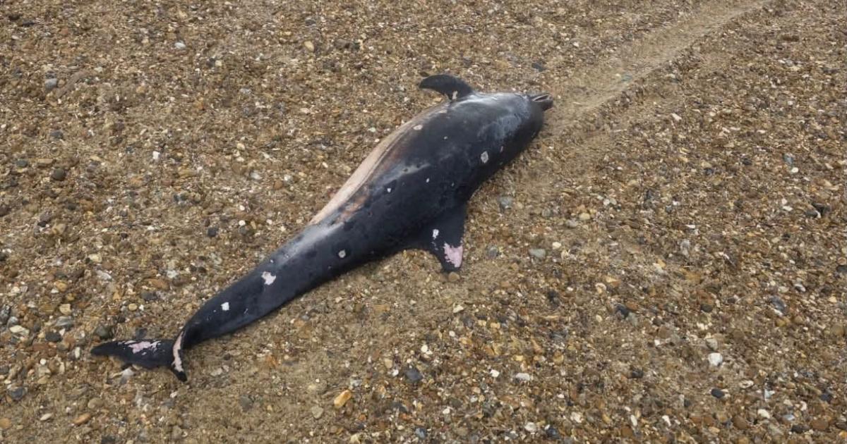 Dead dolphin washes up on Hove beach coastguard confirms
