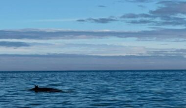 Dunbar lifeboat crew spot two minke whales on trip south