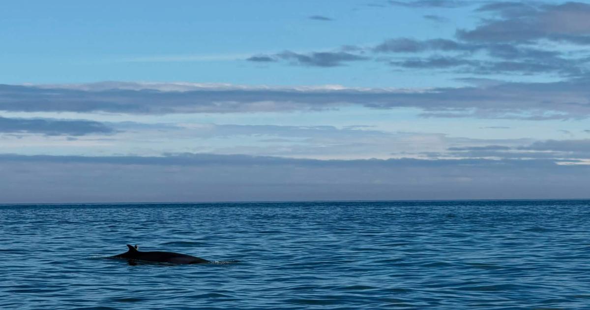 Dunbar lifeboat crew spot two minke whales on trip south