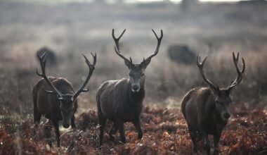 Stag shot dead after man injured during a picnic in Richmond Park - London Evening Standard
