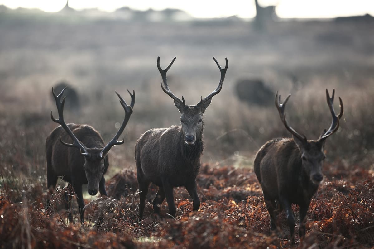 Stag shot dead after man injured during a picnic in Richmond Park - London Evening Standard
