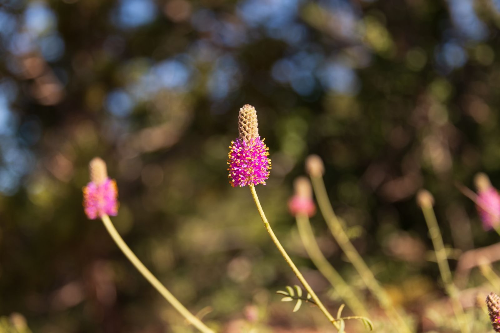 Image may contain Plant Pollen Anther Flower Petal Lupin Grass Vegetation and Daisy